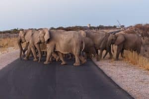 elephant etosha safari park in namibia